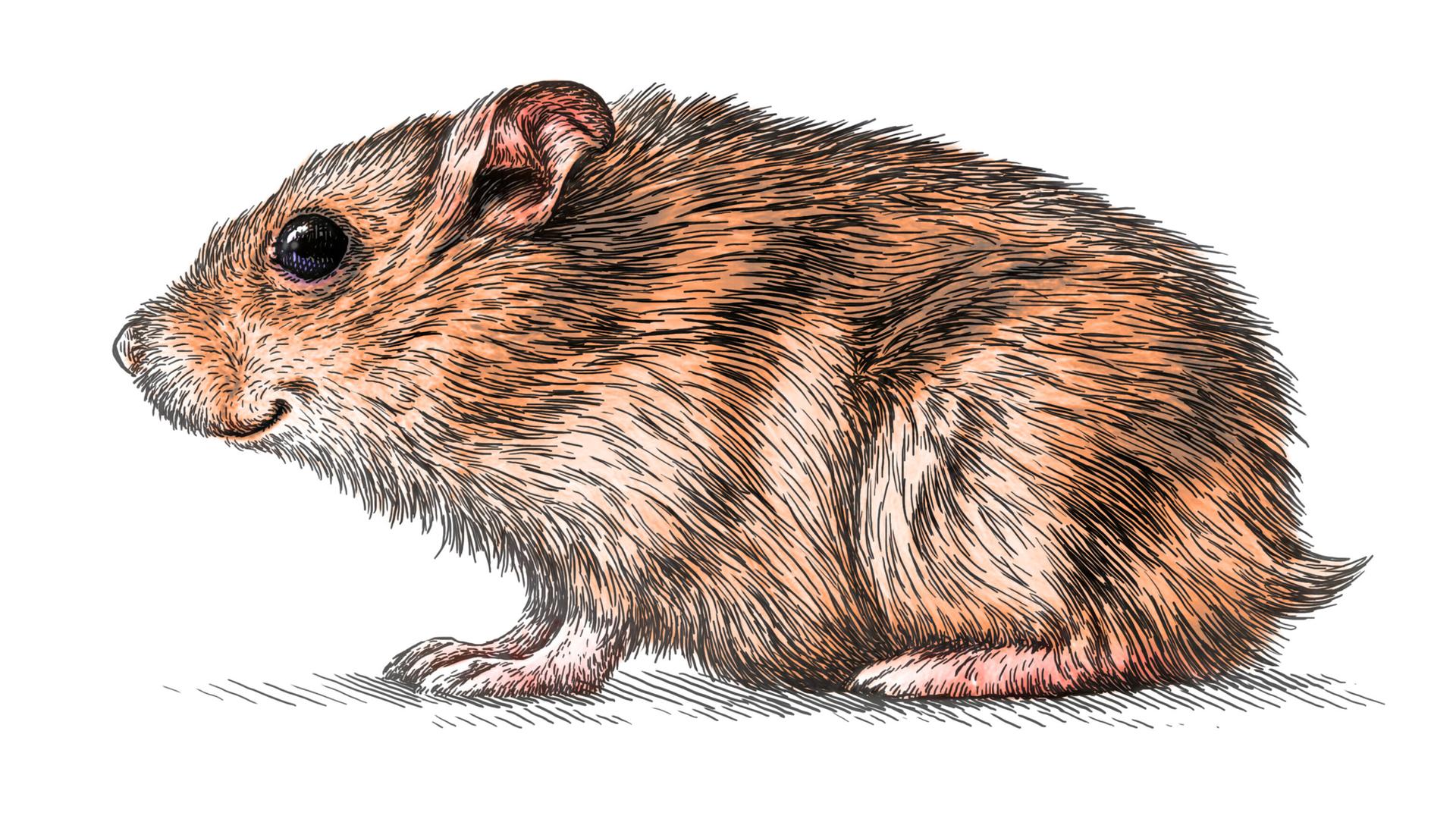 Illustration: Ein lächelnder Hamster. Illustration: Ein lächelnder Hamster.