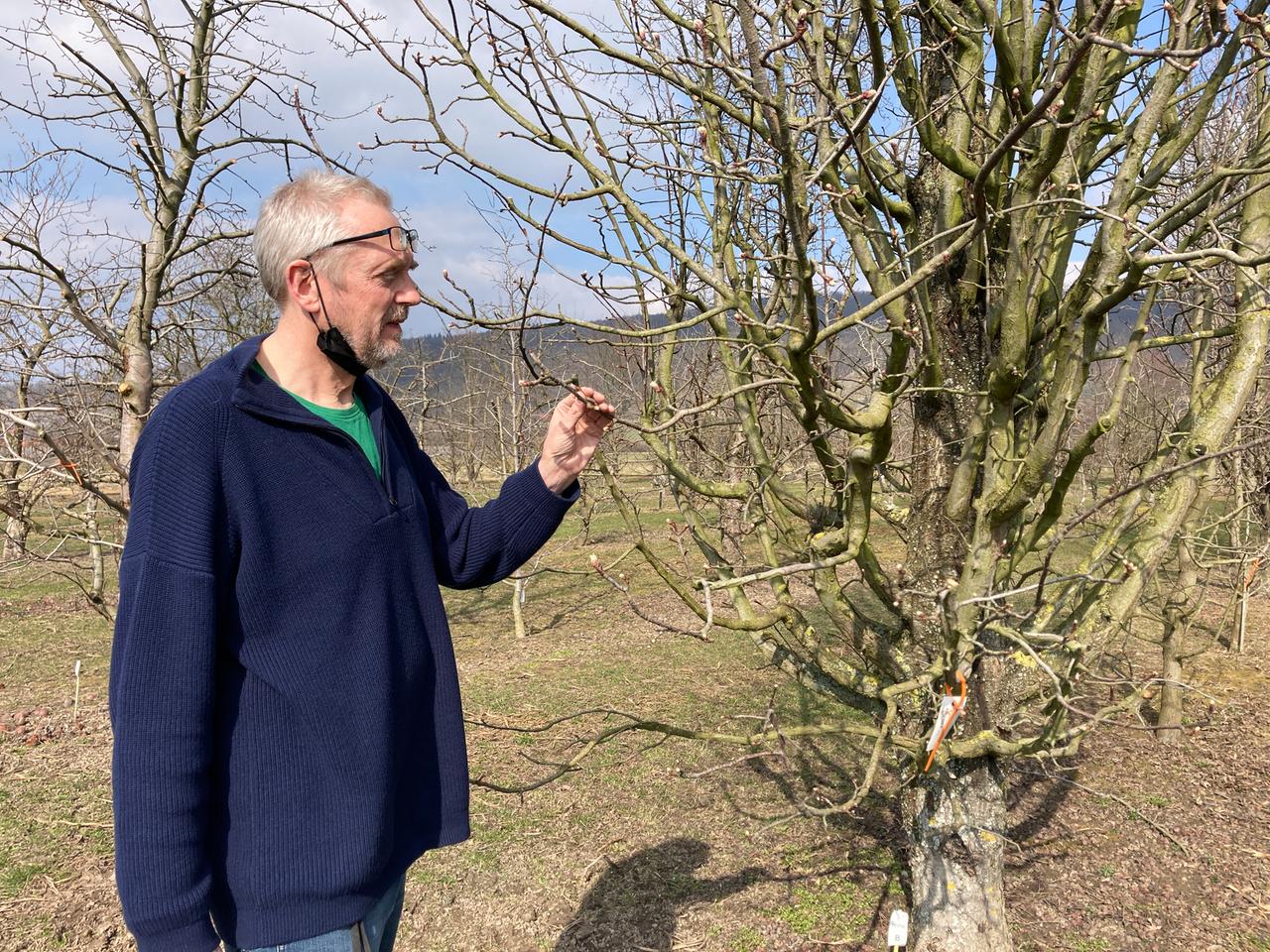 Apfelzüchter Andreas Peil auf den Plantagen des Instituts für Züchtungsforschung von Obst - Julius-Kühn-Institut - in Dresden-Pillnitz