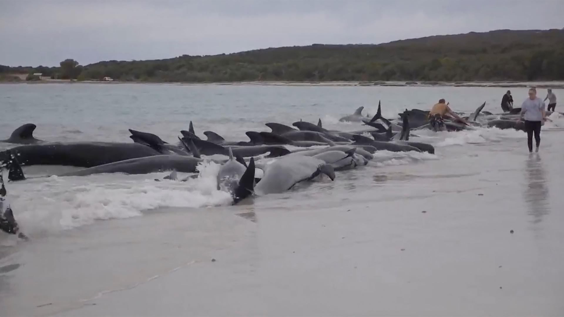 Australien, Albany: Das Videostandbild zeigt gestrandete Wale am Cheynes Beach östlich von Albany.