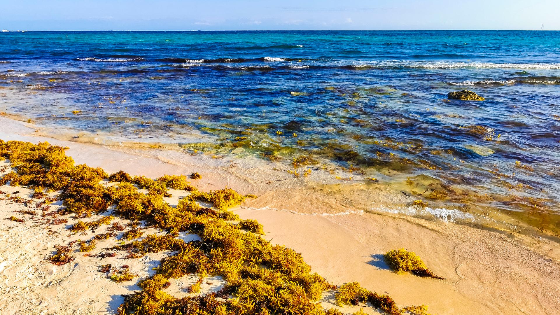 Am Playa del Carmen in Mexiko liegen angespülte Braunalgen der Gattung Sargassum.