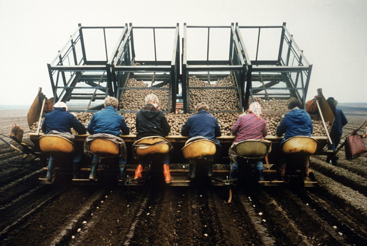 Mitarbeiter der Landwirtschaftlichen Produktionsgenossenchaft (LPG) Süstorf (Bezirk Schwerin) legen am 20. April 1987 mit einer Handpflanzmaschine vorgekeimte Kartoffeln in die Erde. Mitarbeiter der Landwirtschaftlichen Produktionsgenossenchaft (LPG) Süstorf (Bezirk Schwerin) legen am 20. April 1987 mit einer Handpflanzmaschine vorgekeimte Kartoffeln in die Erde.
