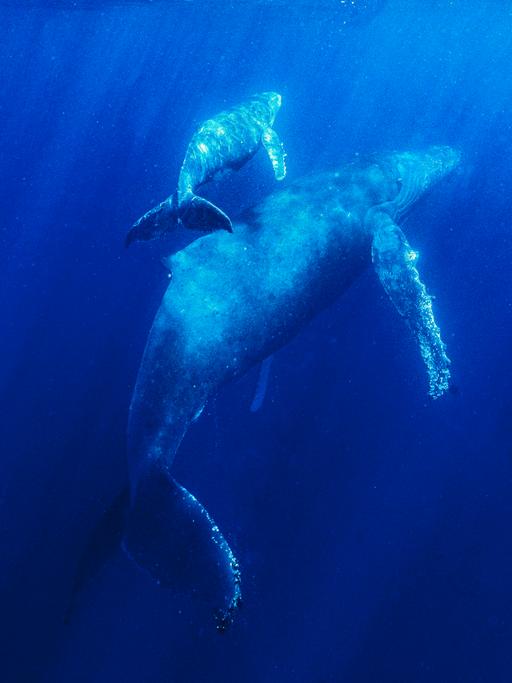 Mutter und Kind: Zwei Wale schwimmen in der Tiefsee.