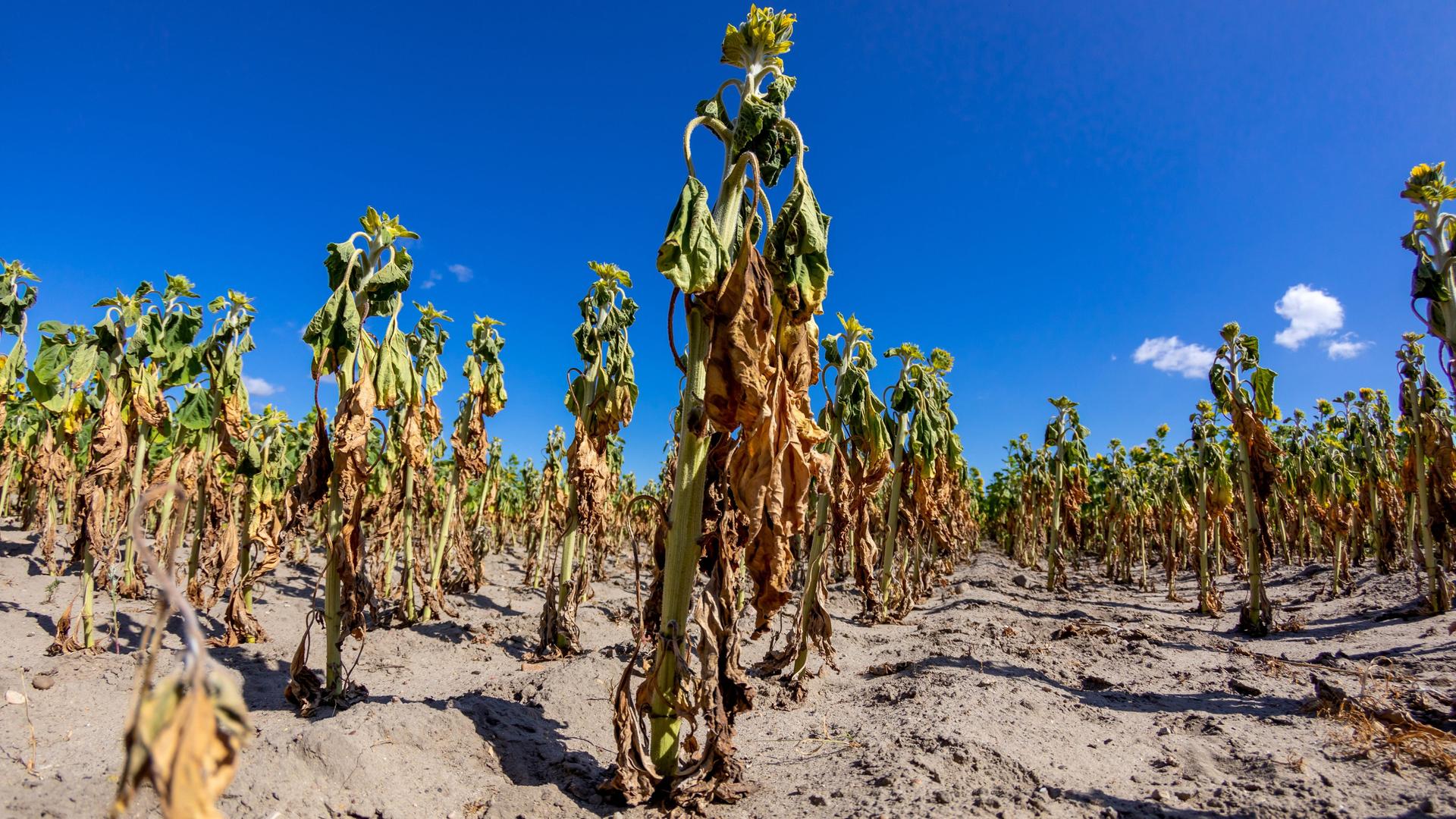 Vertrocknete Sonnenblumen stehen auf einem Feld bei Drebkau in der Lausitz. Anhaltend hihe Temperaturen und ausbleibender Regen haben die Felder austrocknen lassen, viele Landwirte rechnen mit Ernteausfaellen aufgrund der Dürre. Vertrocknete Sonnenblumen stehen auf einem Feld bei Drebkau in der Lausitz. Anhaltend hihe Temperaturen und ausbleibender Regen haben die Felder austrocknen lassen, viele Landwirte rechnen mit Ernteausfaellen aufgrund der Dürre.