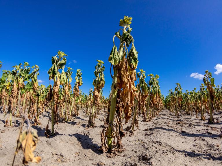 Vertrocknete Sonnenblumen stehen auf einem Feld bei Drebkau in der Lausitz. Anhaltend hihe Temperaturen und ausbleibender Regen haben die Felder austrocknen lassen, viele Landwirte rechnen mit Ernteausfaellen aufgrund der Dürre.