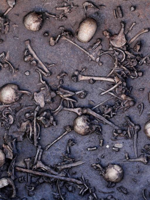 Ausschnitt aus der Fundschicht im Tollensetal. Die dicht an dicht liegenden Menschenknochen und Schädel lassen den Eindruck entstehen, hier habe eine dramatische Schlacht stattgefunden. Für die wissenschaftliche Interpretation müssen jedoch auch andere Szenarien in Betracht gezogen werden.