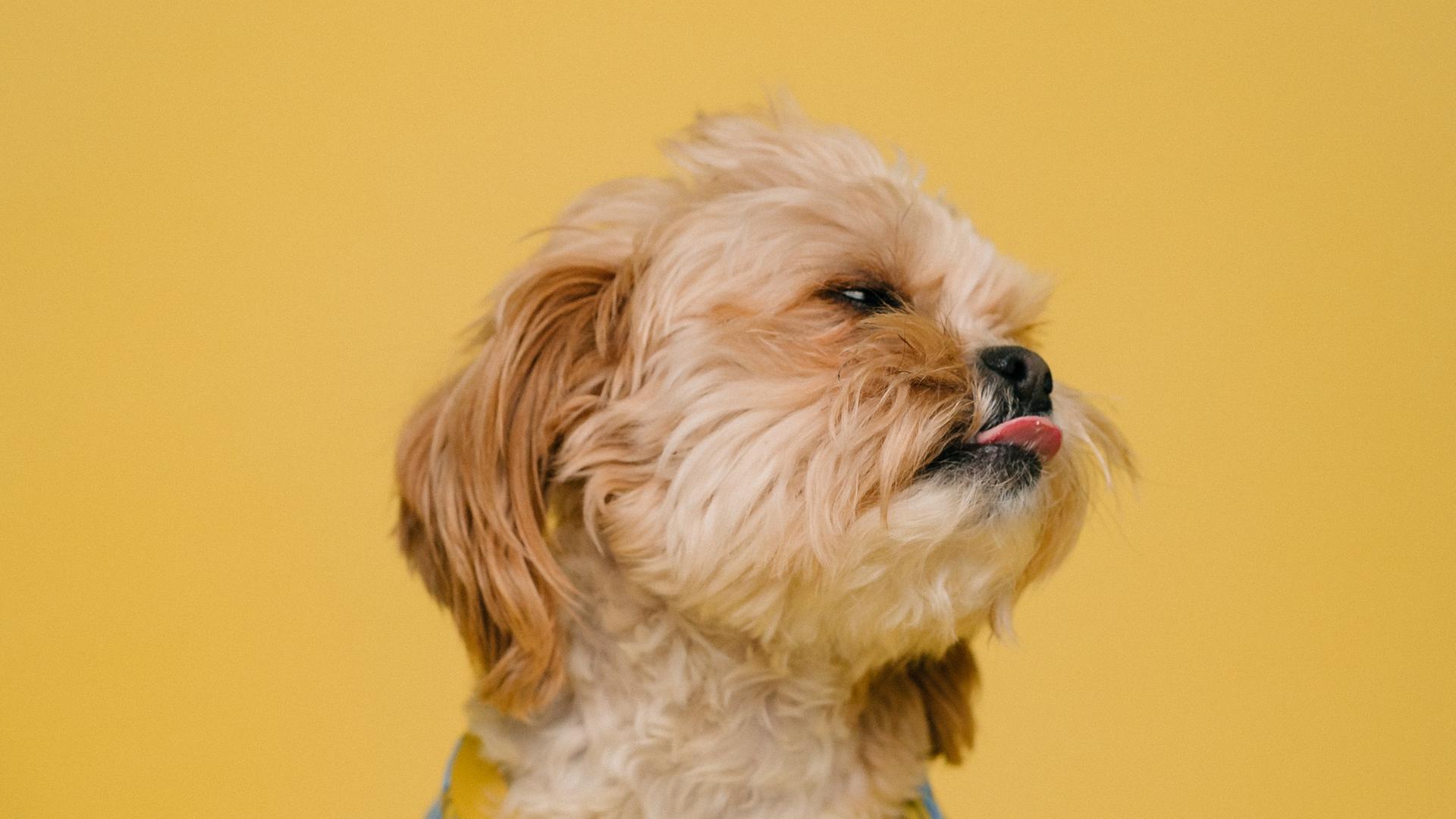 Ein kleiner Hund mit rötlich-braunem Fell trägt ein T-Shirt mit Bananenaufdruck und streckt die Zunge raus.