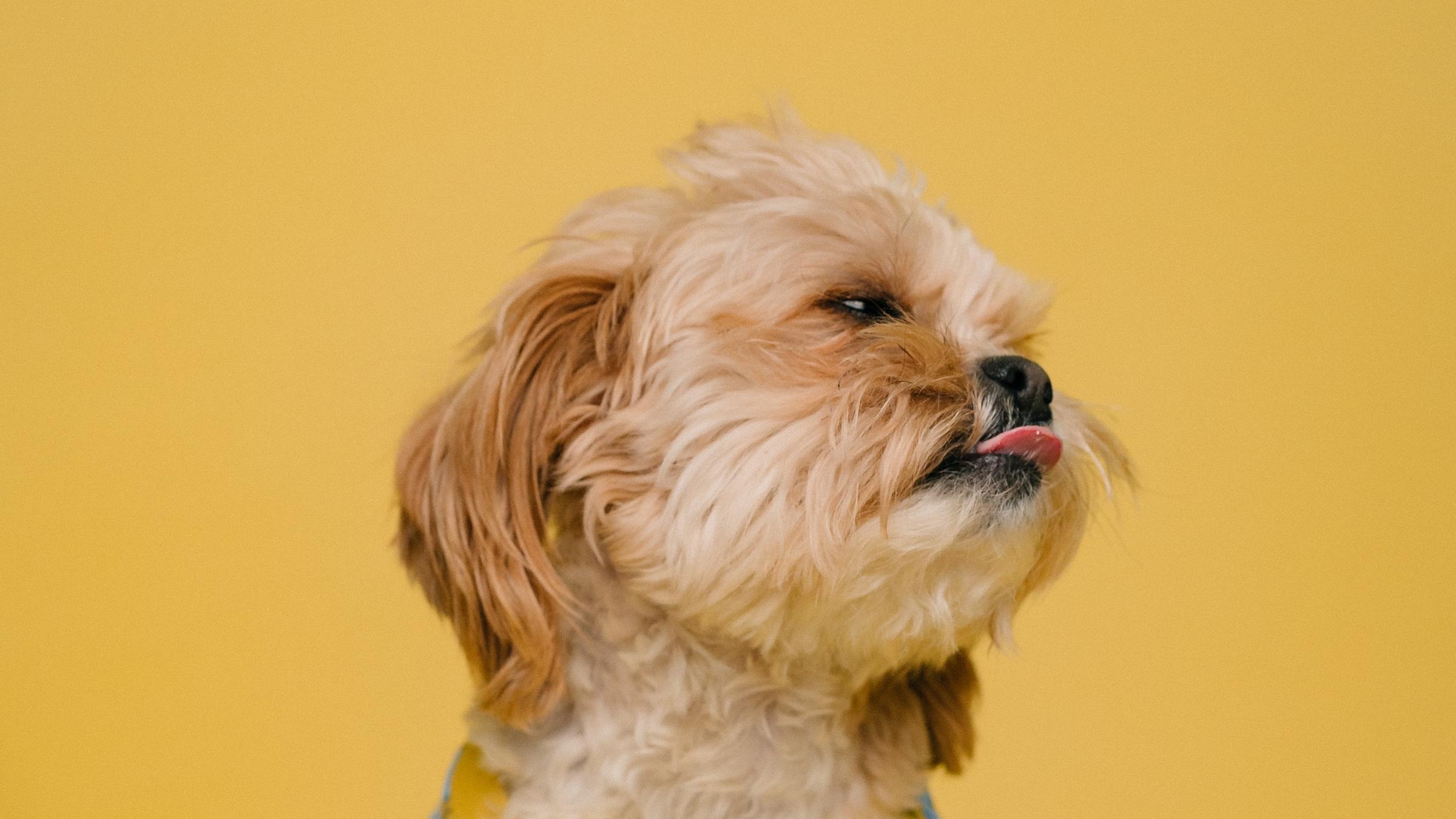 Ein kleiner Hund mit rötlich-braunem Fell trägt ein T-Shirt mit Bananenaufdruck und streckt die Zunge raus. Ein kleiner Hund mit rötlich-braunem Fell trägt ein T-Shirt mit Bananenaufdruck und streckt die Zunge raus.