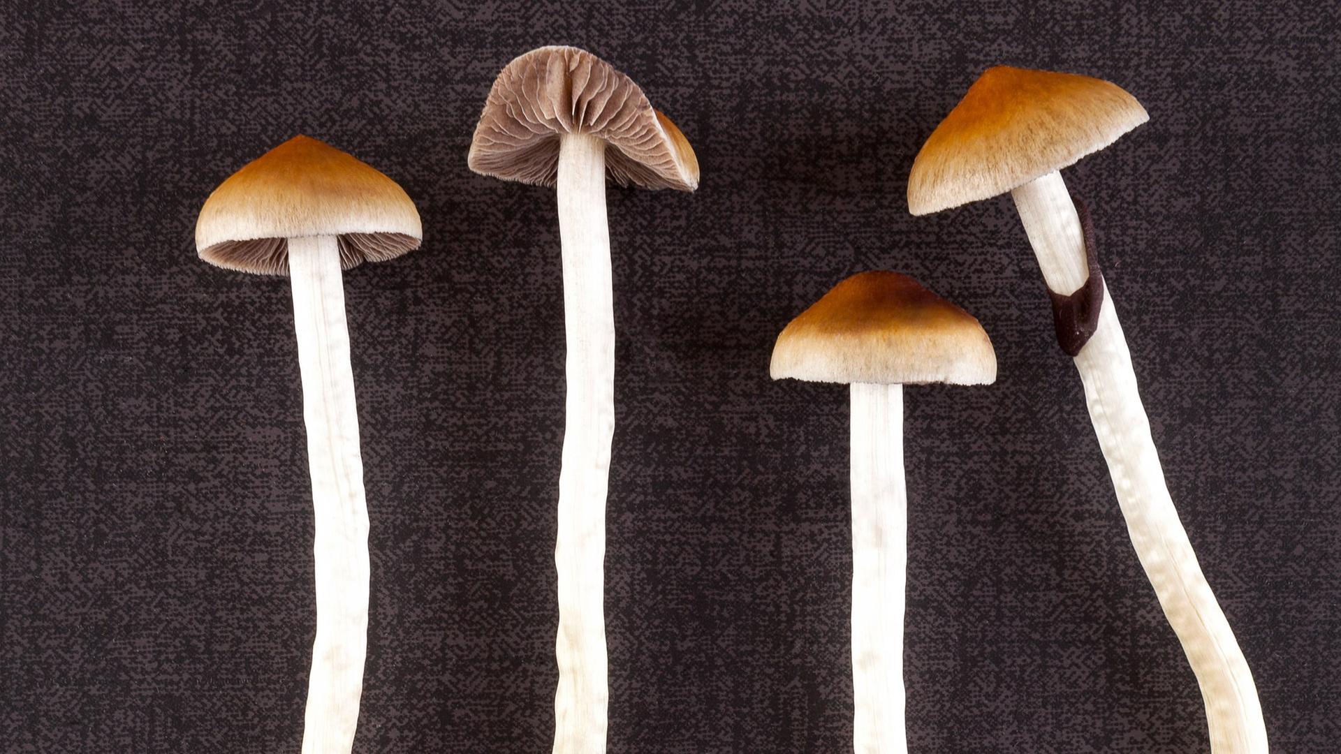 Vier Psilocybin Pilze liegen auf einem neutralen Hintergrund. Vier Psilocybin Pilze liegen auf einem neutralen Hintergrund.