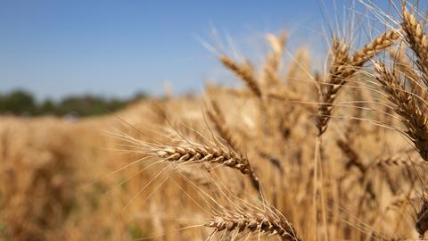 Ein Weizenfeld in der Nähe von Lugansk Ein Weizenfeld in der Nähe von Lugansk