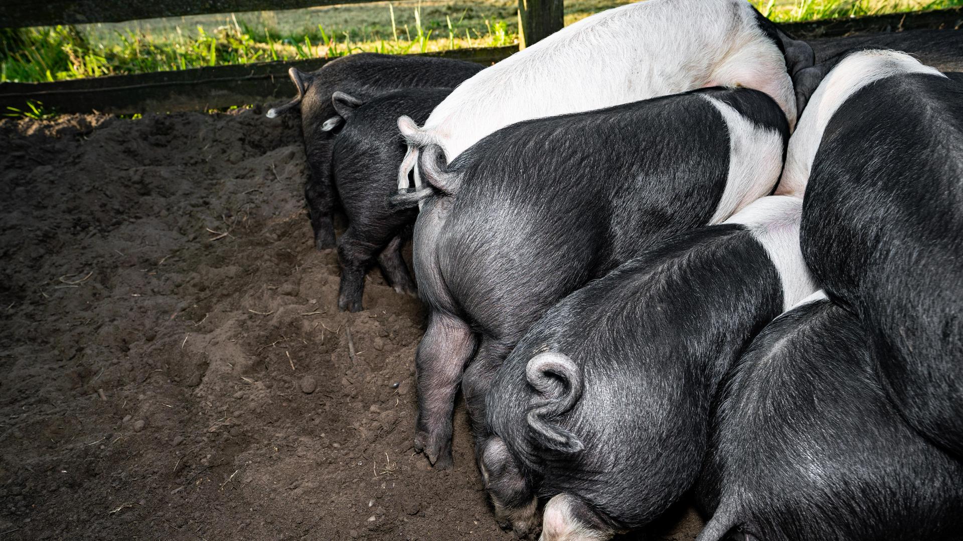 Schweine mit Ferkeln in einem Outdoor-Auslaufgehege, die Ringelschwänze sind lang. Schweine mit Ferkeln in einem Outdoor-Auslaufgehege, die Ringelschwänze sind lang.