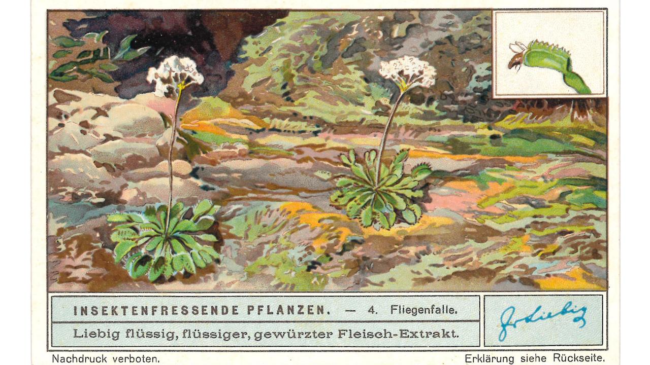 Sammelbild der Firma Liebig - Insektenfressende Pflanzen: 4. Fliegenfalle, 1932 Sammelbild der Firma Liebig - Insektenfressende Pflanzen: 4. Fliegenfalle, 1932