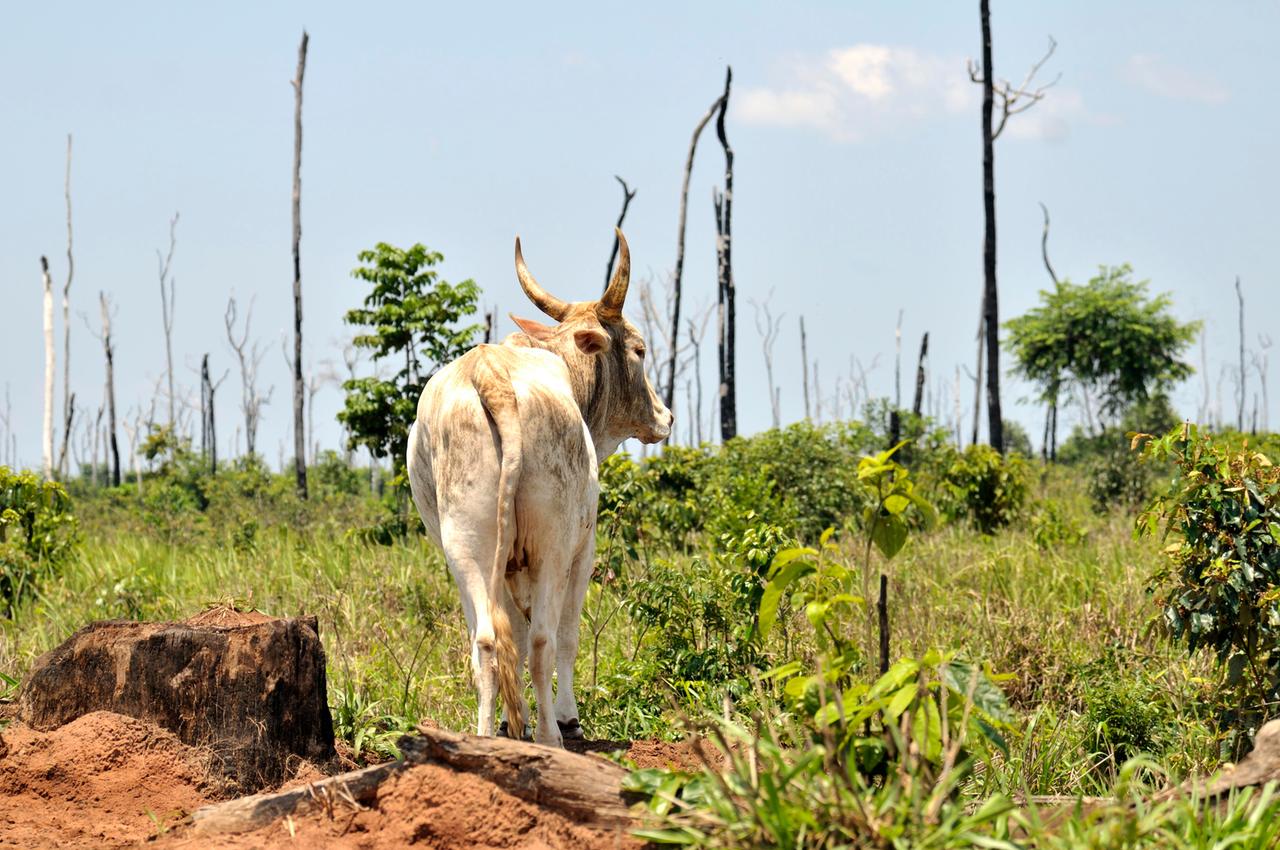 Abholzung, Zerstörung des Amazonas-Regenwaldes zur Gewinnung von Weideland, Mato Grosso, Brasilien, Südamerika Abholzung, Zerstörung des Amazonas-Regenwaldes zur Gewinnung von Weideland, Mato Grosso, Brasilien, Südamerika