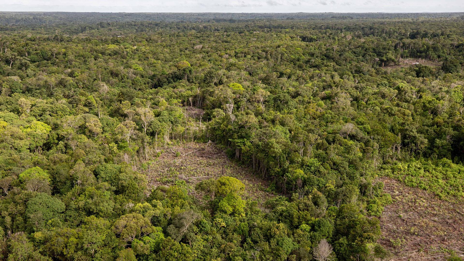 Illegale Abholzung im Amazonas Regenwald in Brazilien Illegale Abholzung im Amazonas Regenwald in Brazilien