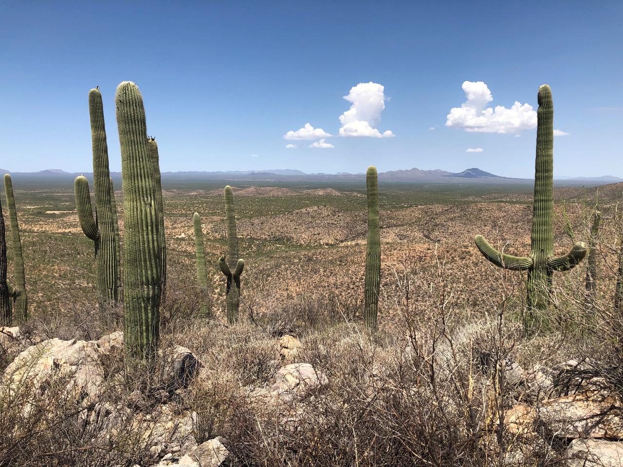 Kakteen stehen in der Wüste Arizonas Kakteen stehen in der Wüste Arizonas