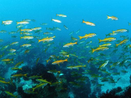Ein Schwarm gelber fische schwimmt im Meer