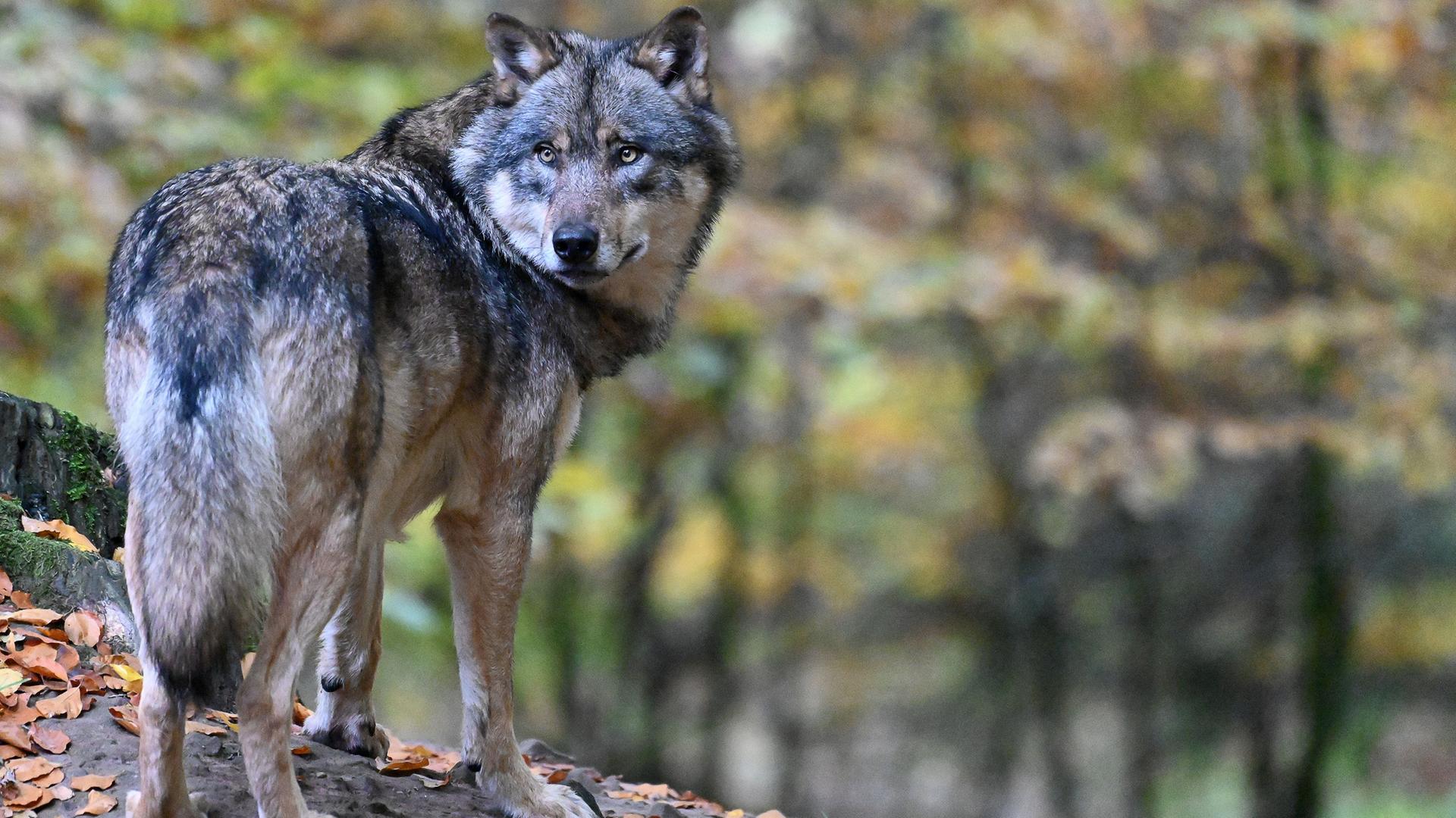 Ein Wolf steht im Wald Ein Wolf steht im Wald