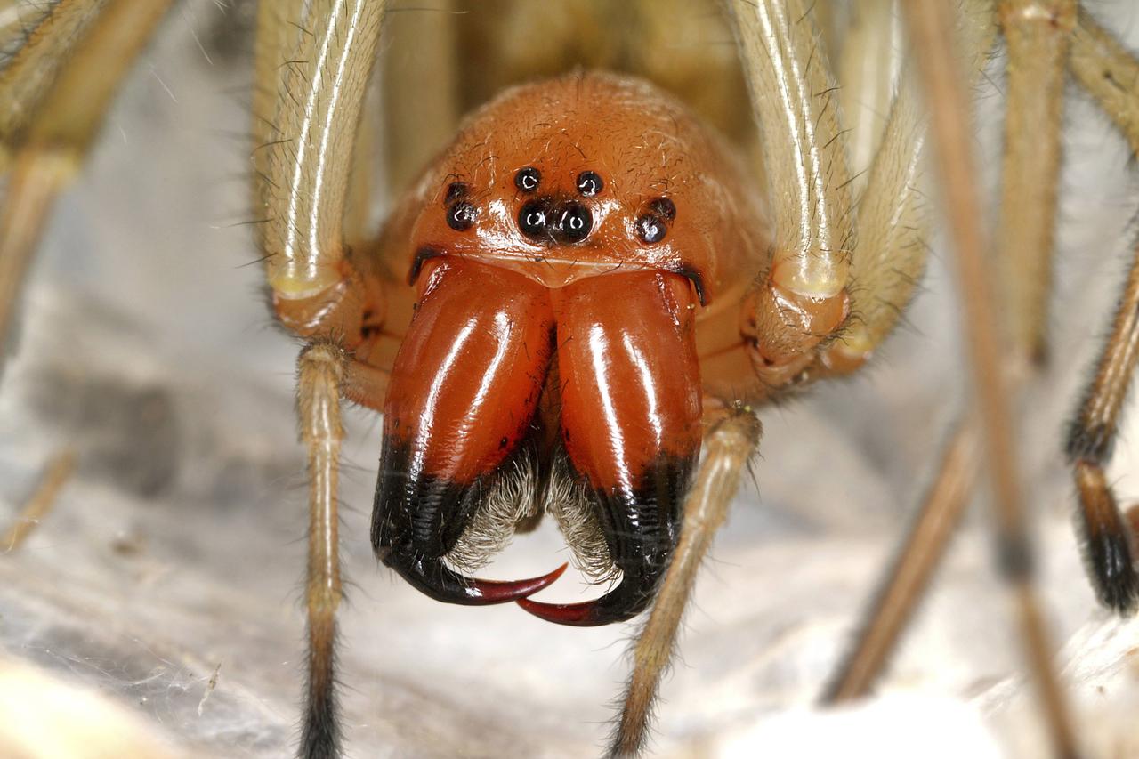 Nahaufnahme einer Spinne: Ammen-Dornfinger. Zu sehen ist ein großer rötlicher Kopf mit mehreren Augen und großen Greifwerkzeugen. Außerdem lange eher beige-weiße Spinnenbeine. Nahaufnahme einer Spinne: Ammen-Dornfinger. Zu sehen ist ein großer rötlicher Kopf mit mehreren Augen und großen Greifwerkzeugen. Außerdem lange eher beige-weiße Spinnenbeine.
