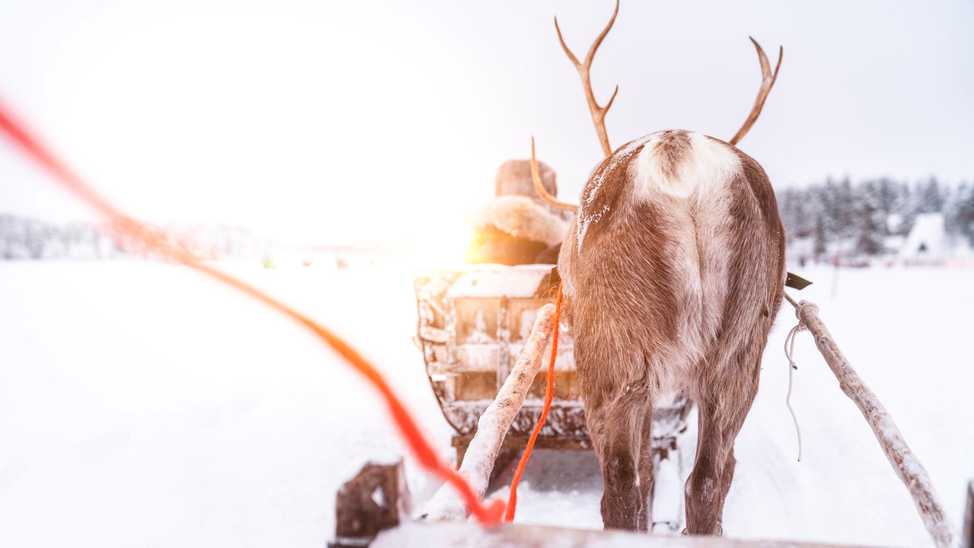 Hinteransicht eines Rentiers, das einen Schlitten durch den Schnee zieht. Hinteransicht eines Rentiers, das einen Schlitten durch den Schnee zieht.