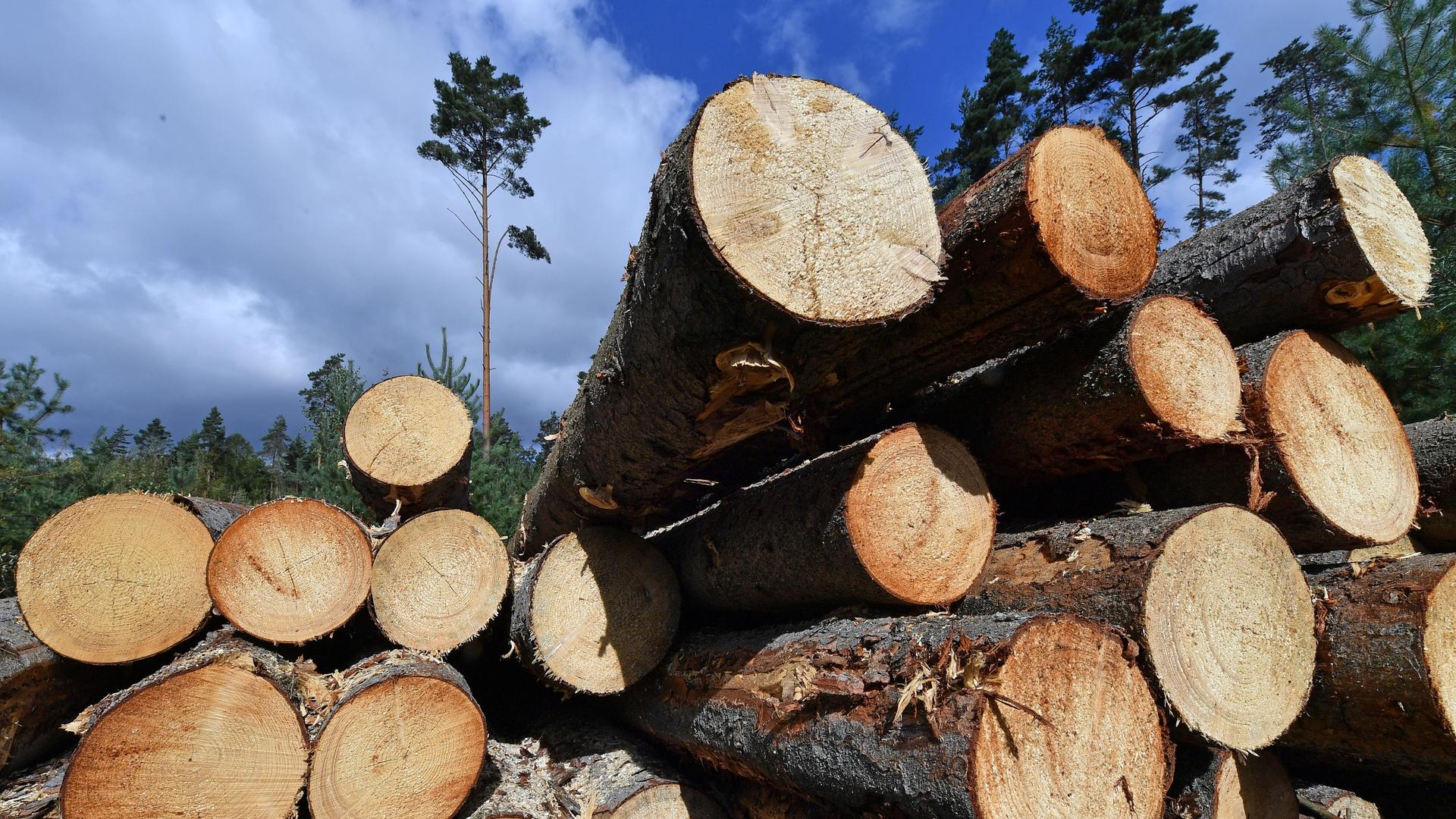 Durch den Borkenkäfer geschädigte Kiefernstämme liegen in einem Wald in Thüringen. Durch den Borkenkäfer geschädigte Kiefernstämme liegen in einem Wald in Thüringen.
