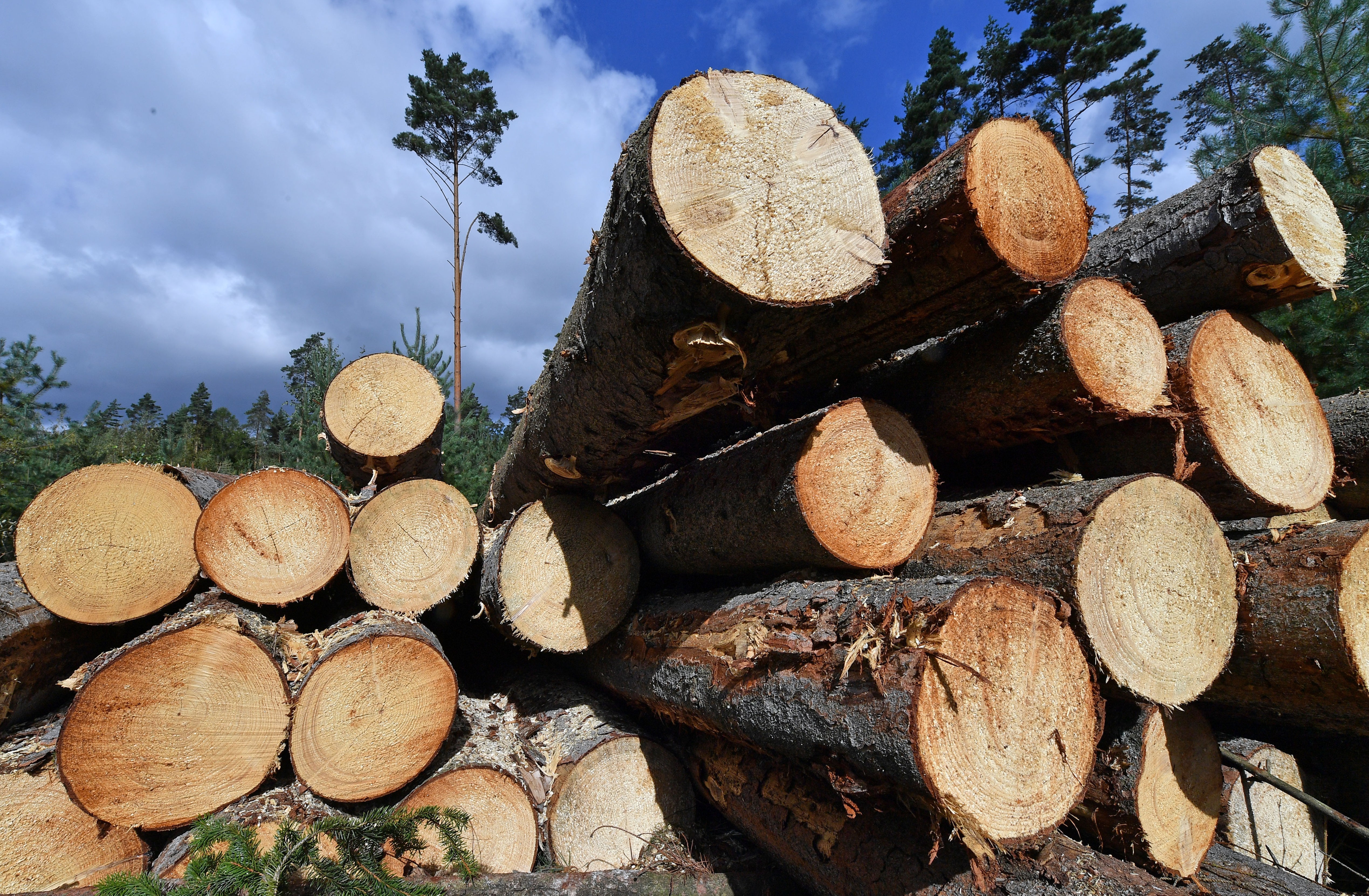 Teure Klimaschäden: Wald mit Kohlenstoff-Zertifikaten finanzieren