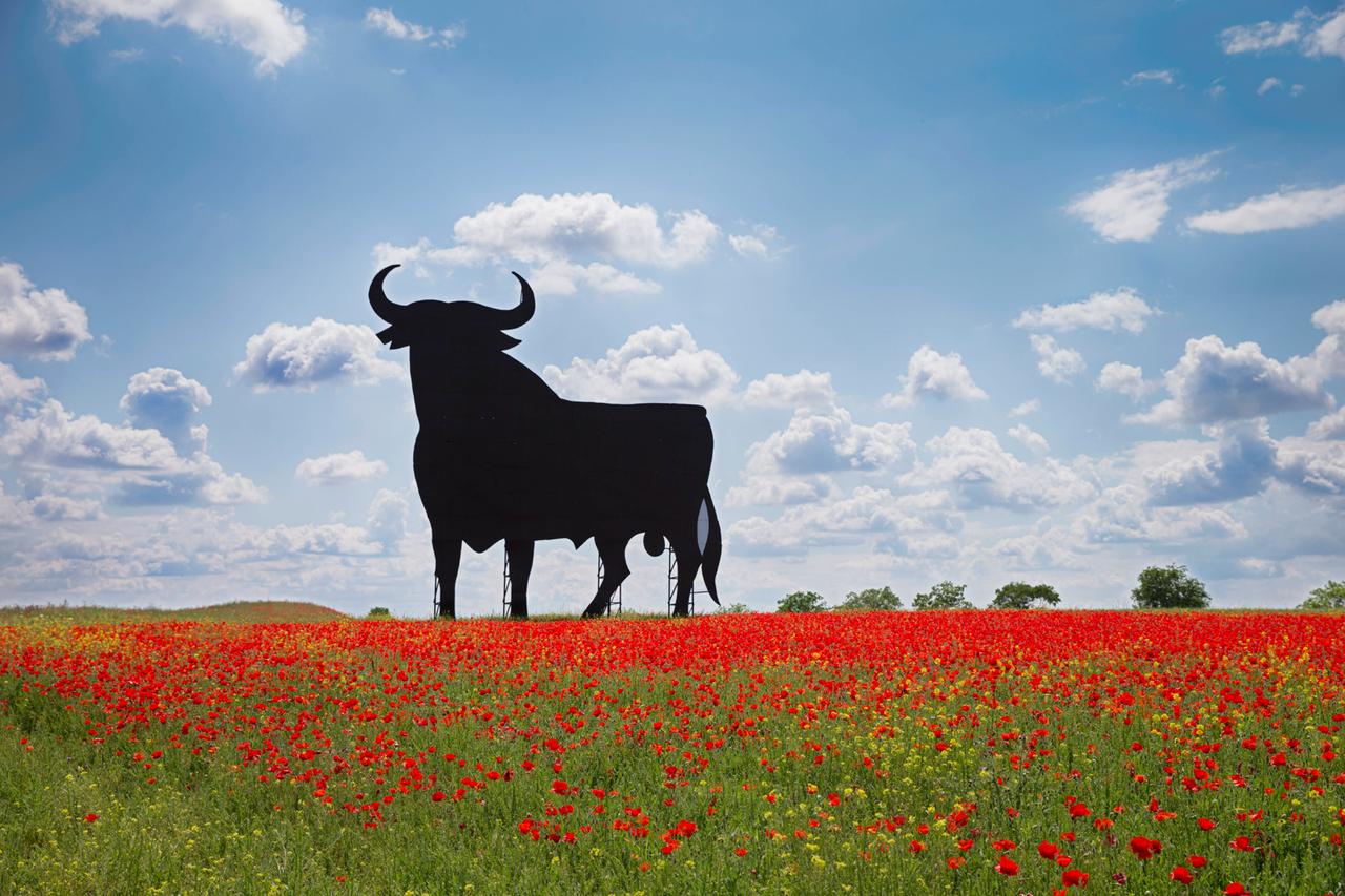 Vor dem Hintergrund eines blauen Himmels mit Schäfchenwolken steht in der Ferne ein riesiger schwarzer Stier in einem rotblühenden Mohnfeld.