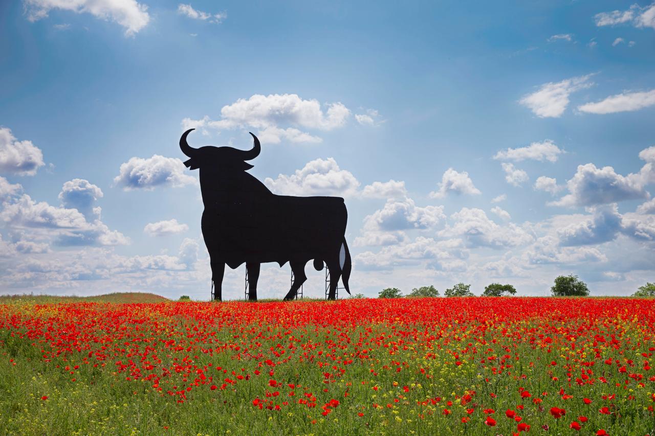 Vor dem Hintergrund eines blauen Himmels mit Schäfchenwolken steht in der Ferne ein riesiger schwarzer Stier in einem rotblühenden Mohnfeld. Vor dem Hintergrund eines blauen Himmels mit Schäfchenwolken steht in der Ferne ein riesiger schwarzer Stier in einem rotblühenden Mohnfeld.