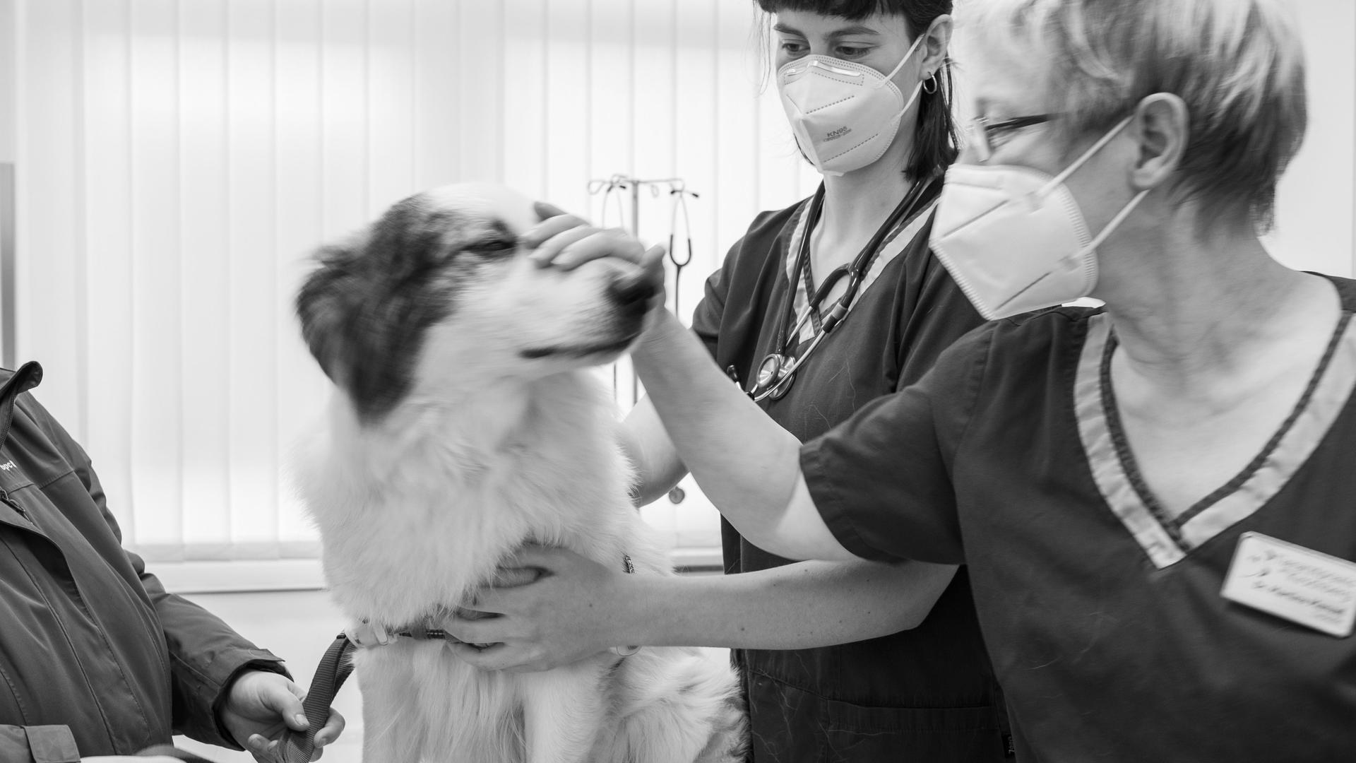 Ein Hund steht in einer Tierarztpraxis auf dem Behandlungstisch, um untersucht und versorgt zu werden. Ein Hund steht in einer Tierarztpraxis auf dem Behandlungstisch, um untersucht und versorgt zu werden.