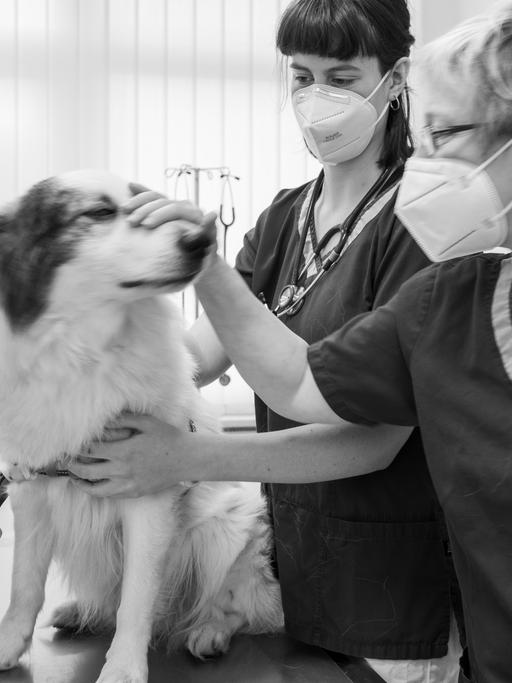 Ein Hund steht in einer Tierarztpraxis auf dem Behandlungstisch, um untersucht und versorgt zu werden.