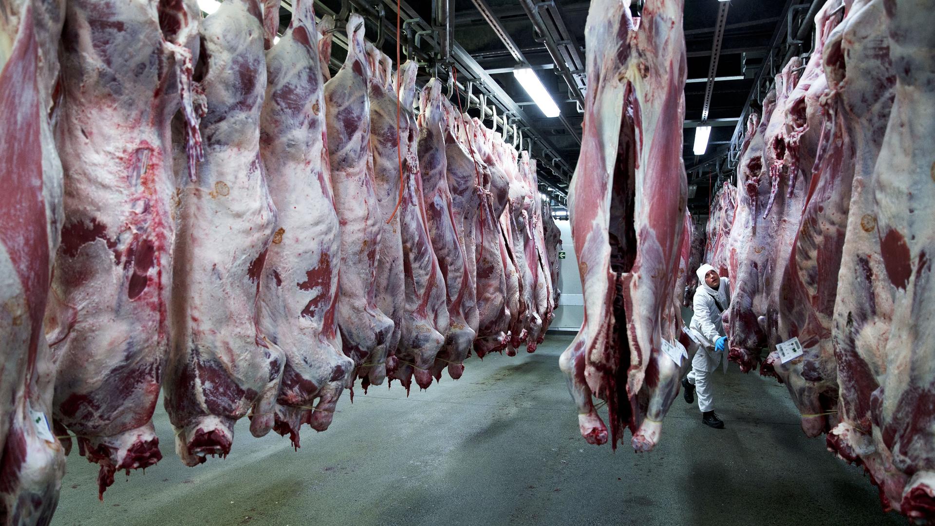 Blick in einen industriellen Schlachthof im niederländischen Putten. Zahlreiche ausgenommene Schweinekörper hängen an Haken von der Decke. Dazwischen ist ein Mann bei der Arbeit zu sehen.