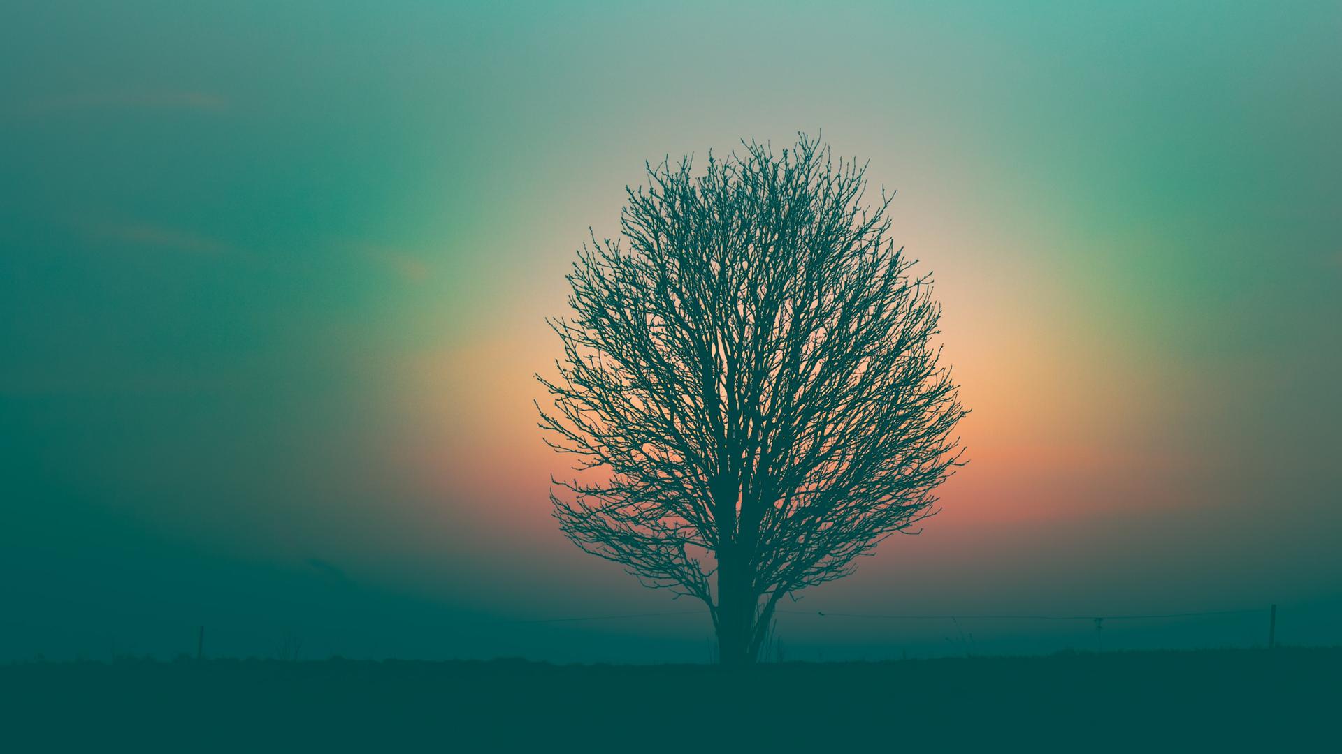 Die Silhouette einer runden Baumkrone in offener Landschaft vor regenbogenfarbigen Himmel. Die Silhouette einer runden Baumkrone in offener Landschaft vor regenbogenfarbigen Himmel.