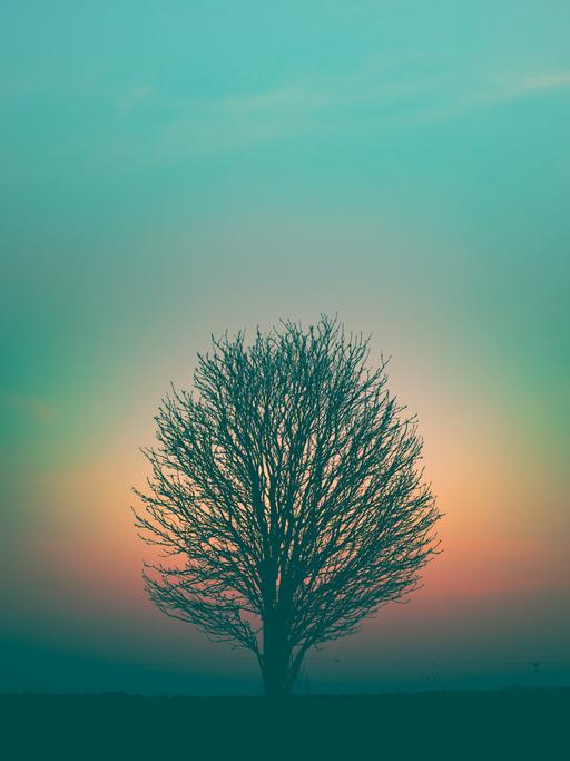 Die Silhouette einer runden Baumkrone in offener Landschaft vor regenbogenfarbigen Himmel.