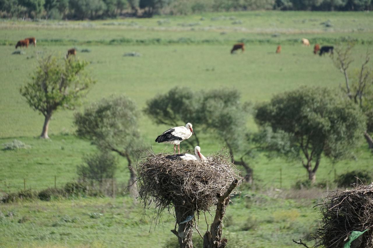 Ein Storchenpaar steht bzw. brütet andächtig auf einem riesigen Nest auf der Spitze eines Baumes.