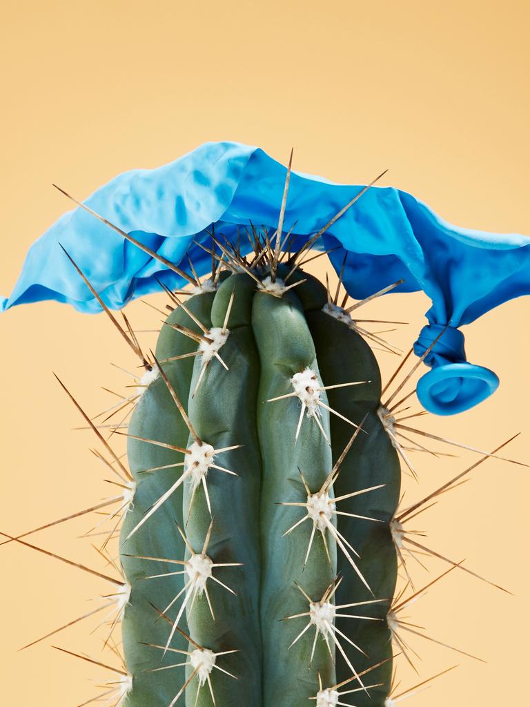 Ein Kaktus vor ockerfarbenem Hintergrund. Auf dem Kaktus oben drauf liegen die Reste eines geplatzten blauen Ballons.