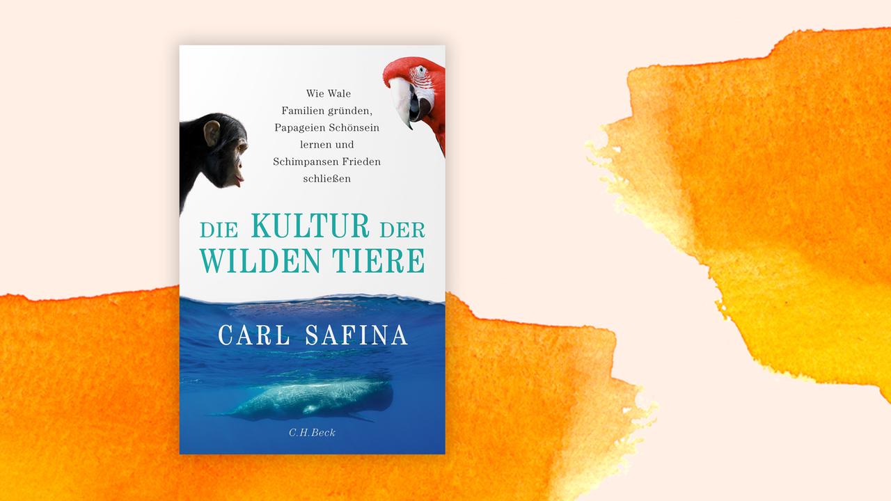 Das Cover des Buches von Carl Safina, "Die Kultur der wilden Tiere", auf orange-weißem Grund. Das Cover zeigt neben Autor und Titel einen Affen und einen Papagei. Das Buch findet sich auf der Sachbuchbestenliste von Deutschlandfunk Kultur, ZDF und "Zeit"