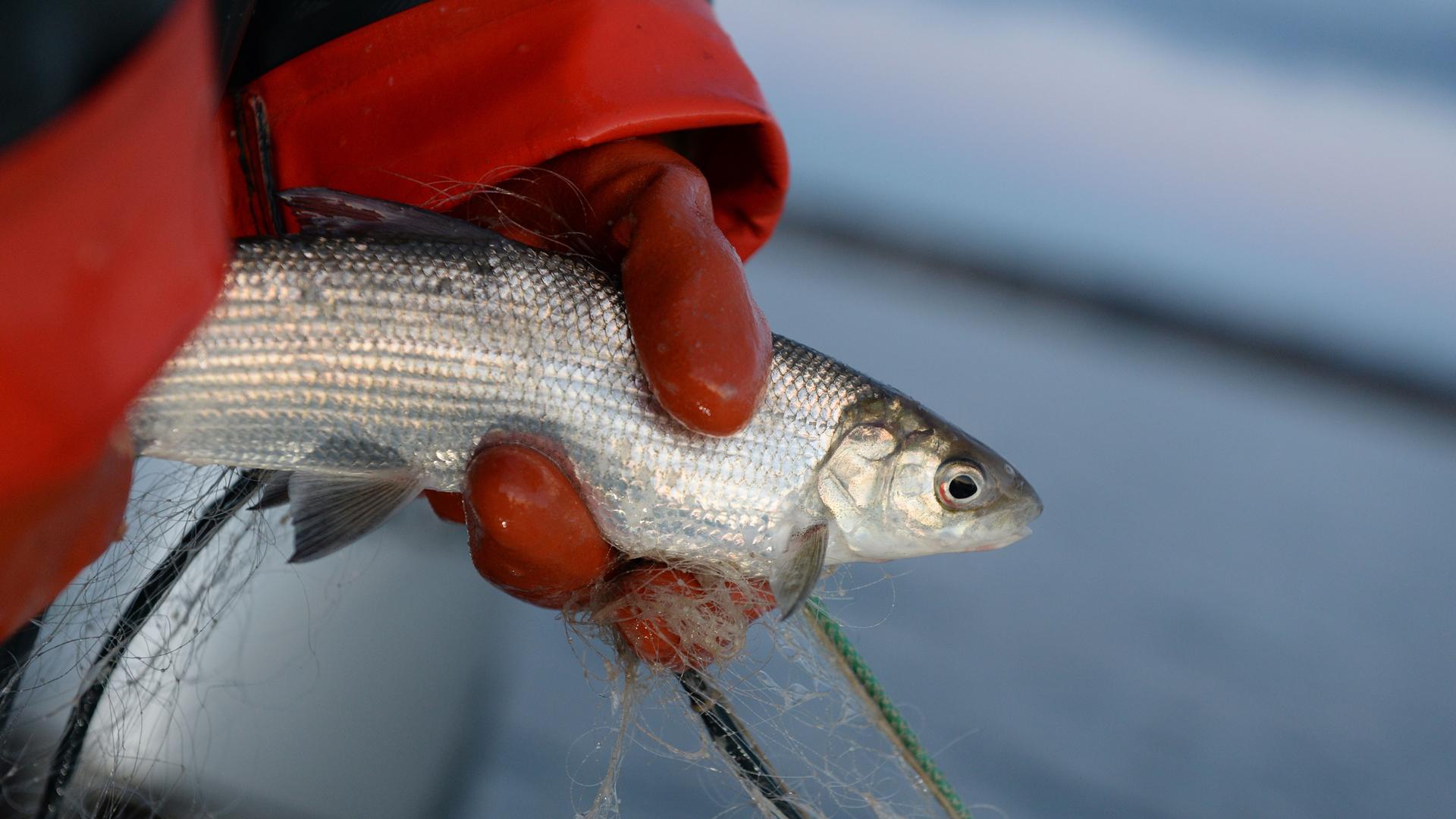 Lake Constance Threeyear ban on fishing for whitefish Breaking