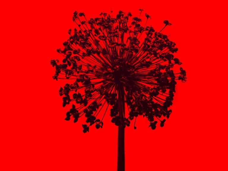 Kann das Klimakterium auch als eine Phase des Wachstums beschrieben werden? Zeichnung eines schwarzen Baumes auf rotem Hintergrund. 