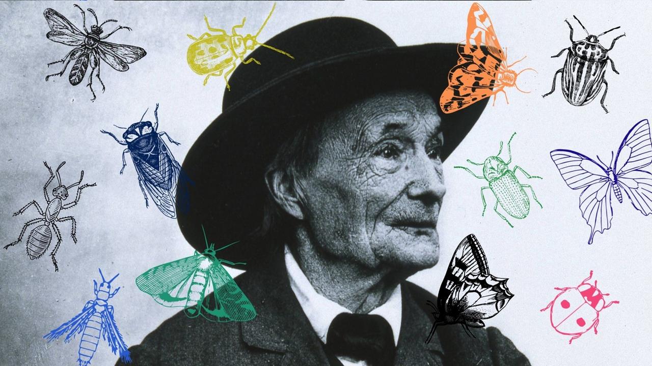 Collage vom Portrait Jean-Henri Fabre mit Insekten. Collage vom Portrait Jean-Henri Fabre mit Insekten.