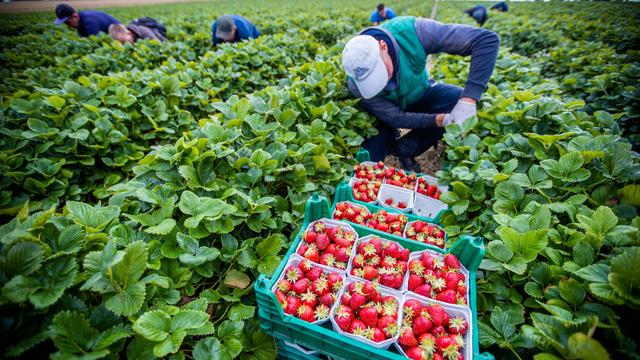 In einem Erdbeerfeld knien Arbeiter zwischen den Erdbeerreihen und pflücken die Früchte. Im Vordergrund hat ein Mann mehrere Körbe mit Erdbeeren in kleinen Schalen vor sich stehen.