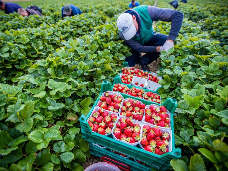 In einem Erdbeerfeld knien Arbeiter zwischen den Erdbeerreihen und pflücken die Früchte. Im Vordergrund hat ein Mann mehrere Körbe mit Erdbeeren in kleinen Schalen vor sich stehen.