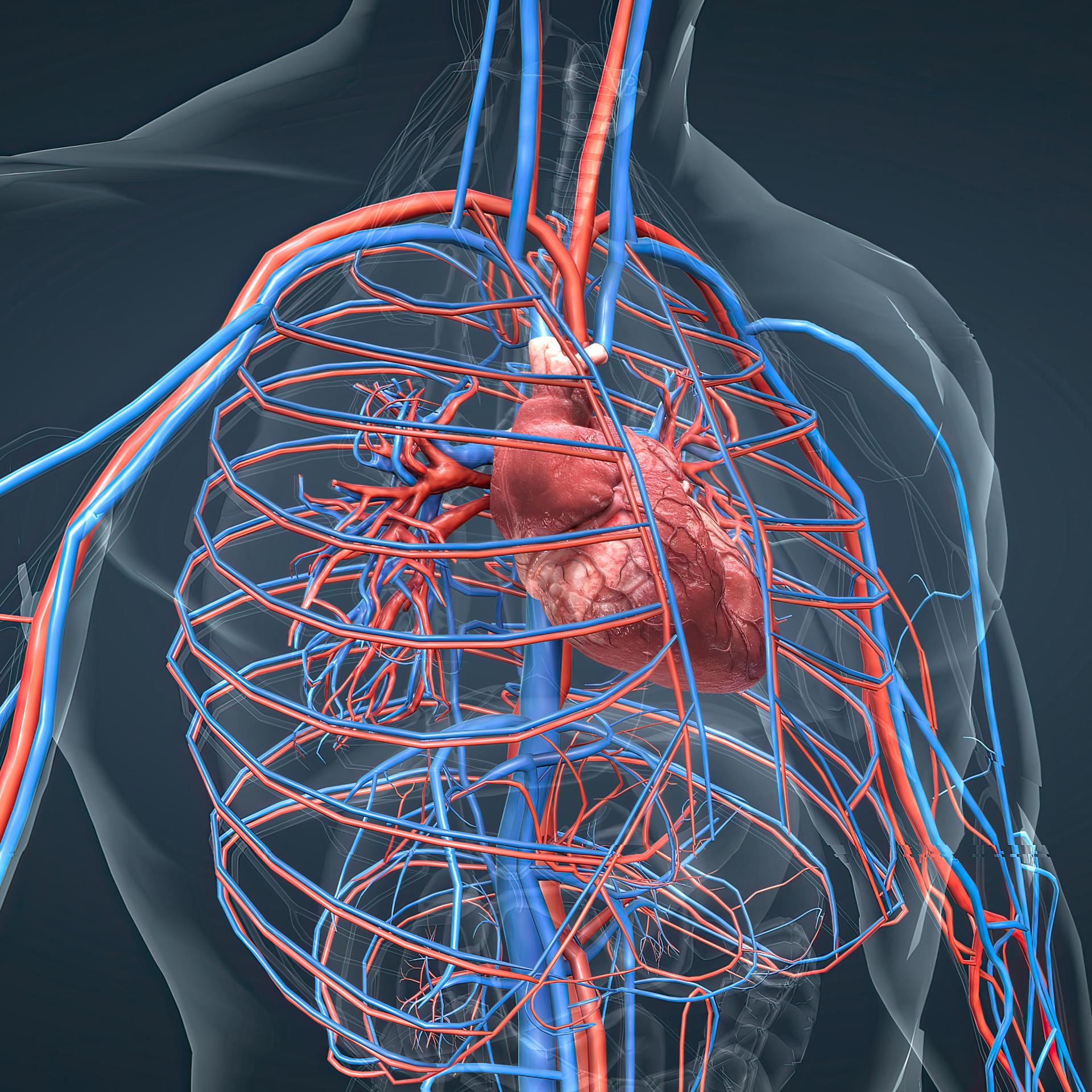 Eine grafische Darstellung zeigt das Herz und die Blutgefäße eines Menschen.