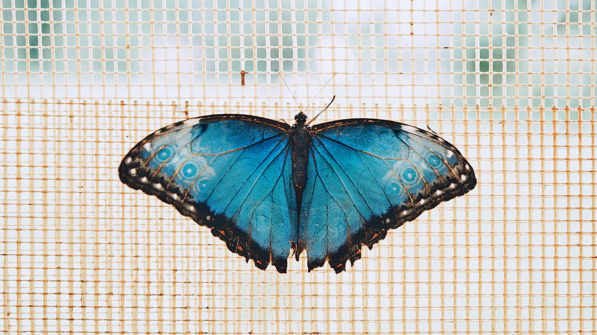 Ein blauer Schmetterlin vor einem Fliegengitter. Ein blauer Schmetterlin vor einem Fliegengitter.