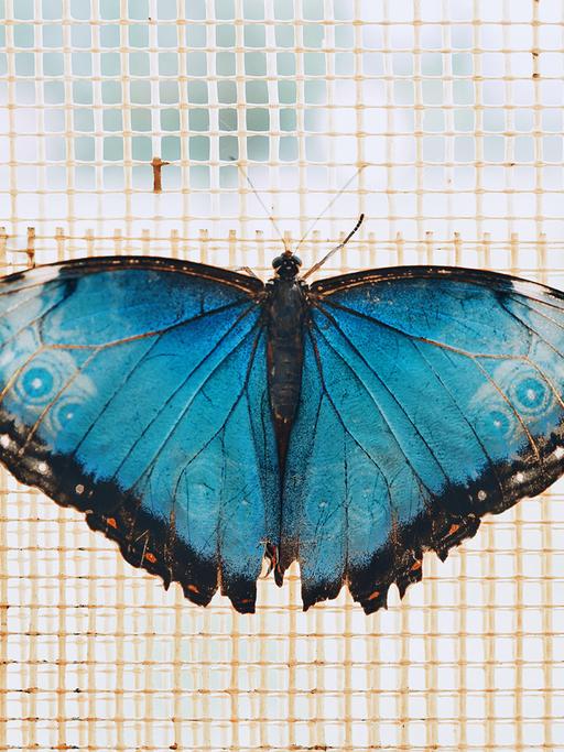 Ein blauer Schmetterlin vor einem Fliegengitter. 