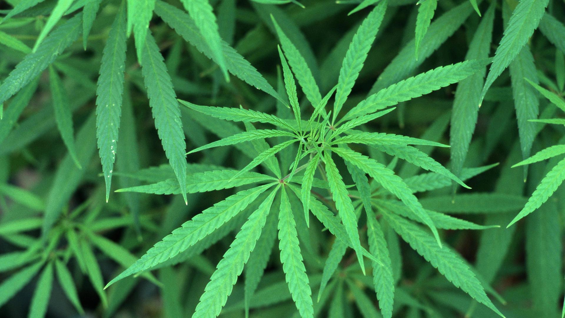 Luftaufnahme von Cannabispflanzen. Luftaufnahme von Cannabispflanzen.