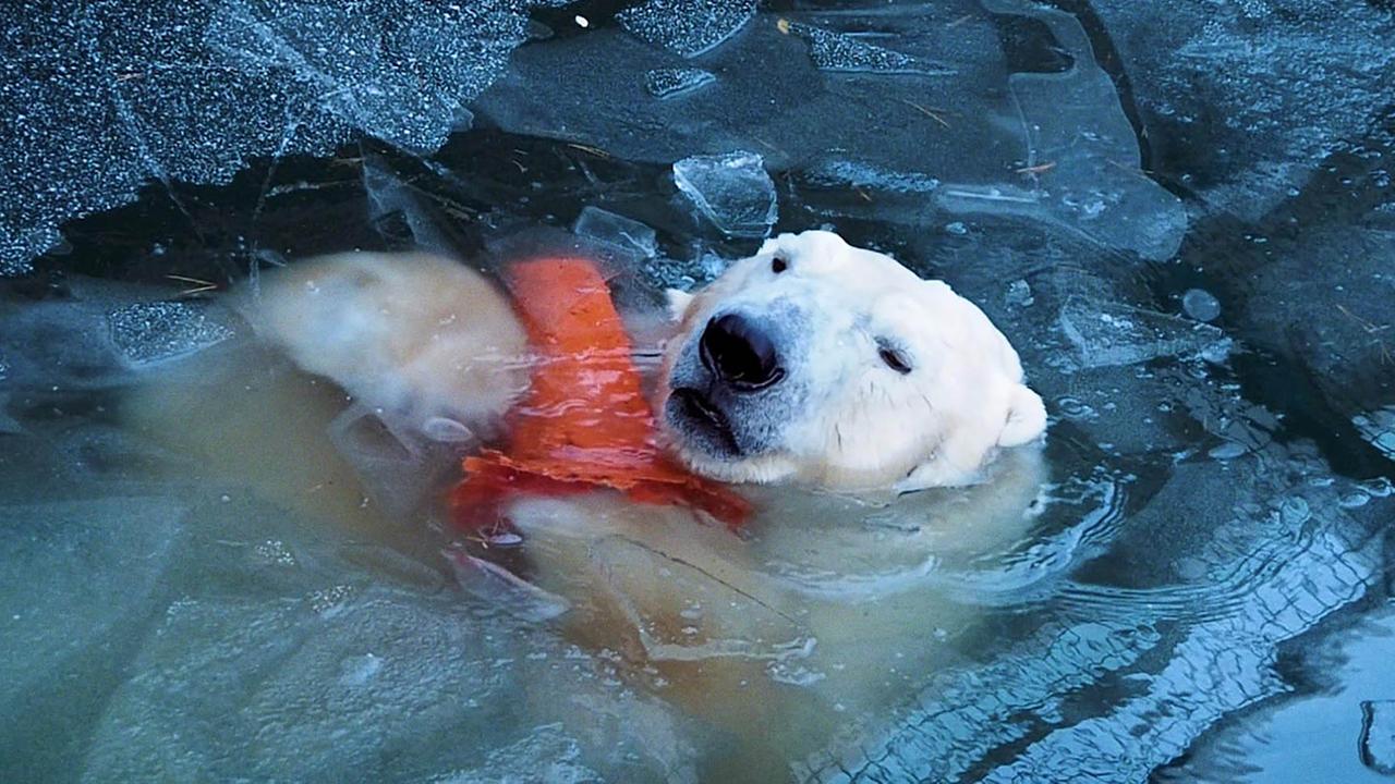 Ausschnitt aus Marten Persiels Film "Everything Will Change": Ein Eisbär im Wasser. Ausschnitt aus Marten Persiels Film "Everything Will Change": Ein Eisbär im Wasser.
