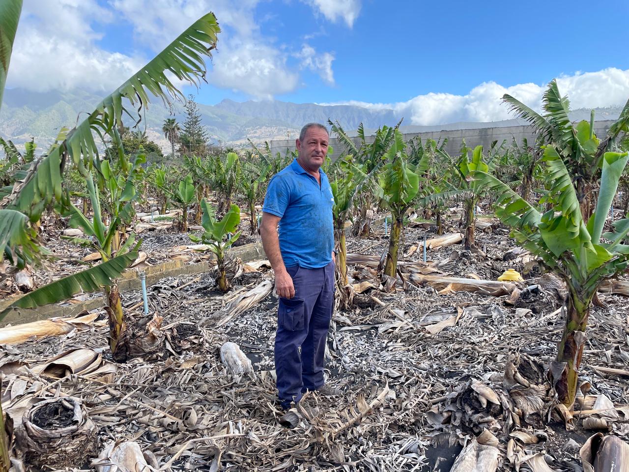 Ein Mann in blauem T-Shirt und blauer Hose steht auf einer teilweise verwüsteten Plantage mit Bananenpflanzen. Ein Mann in blauem T-Shirt und blauer Hose steht auf einer teilweise verwüsteten Plantage mit Bananenpflanzen.