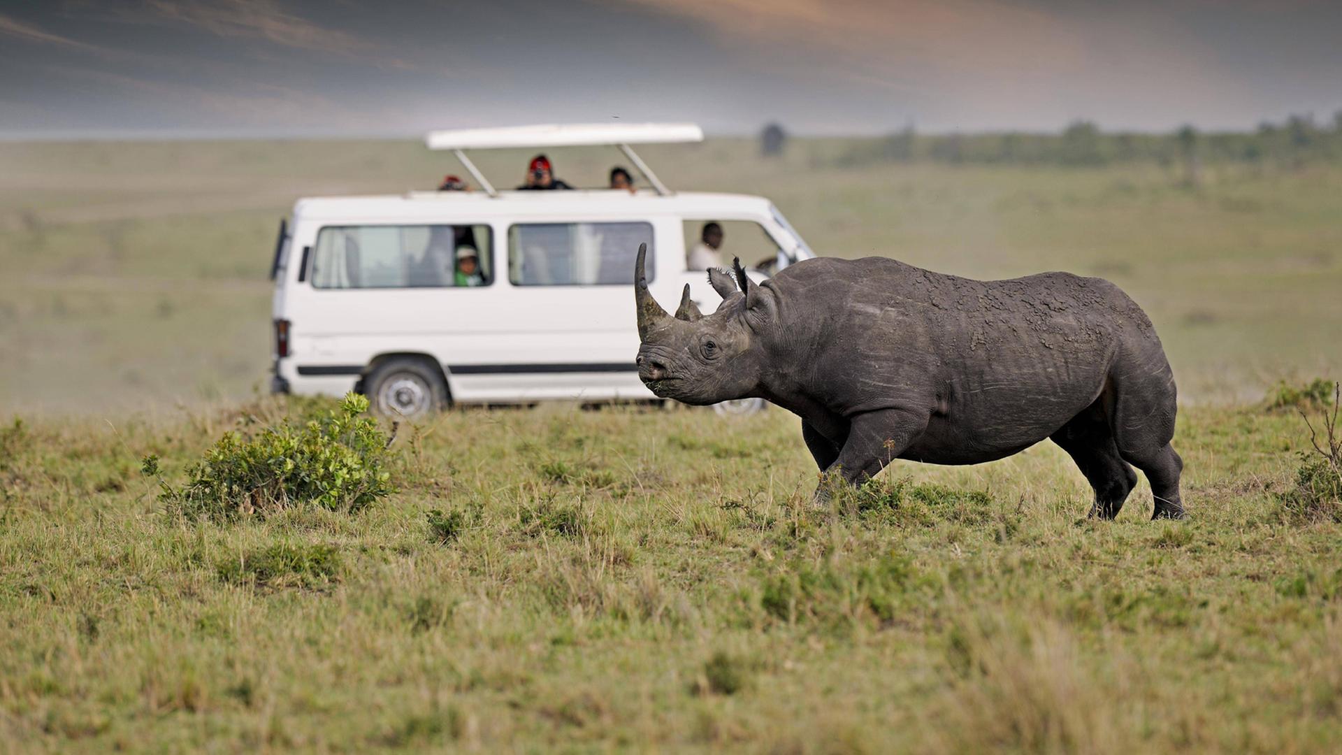 Ein Spitzmaulnashorn (Diceros bicornis), im Hintergrund ein Safariwagen, Masai Mara, Kenia, Afrika Ein Spitzmaulnashorn (Diceros bicornis), im Hintergrund ein Safariwagen, Masai Mara, Kenia, Afrika