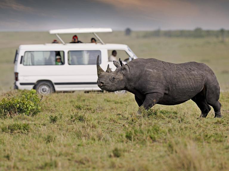 Ein Spitzmaulnashorn (Diceros bicornis), im Hintergrund ein Safariwagen, Masai Mara, Kenia, Afrika 
