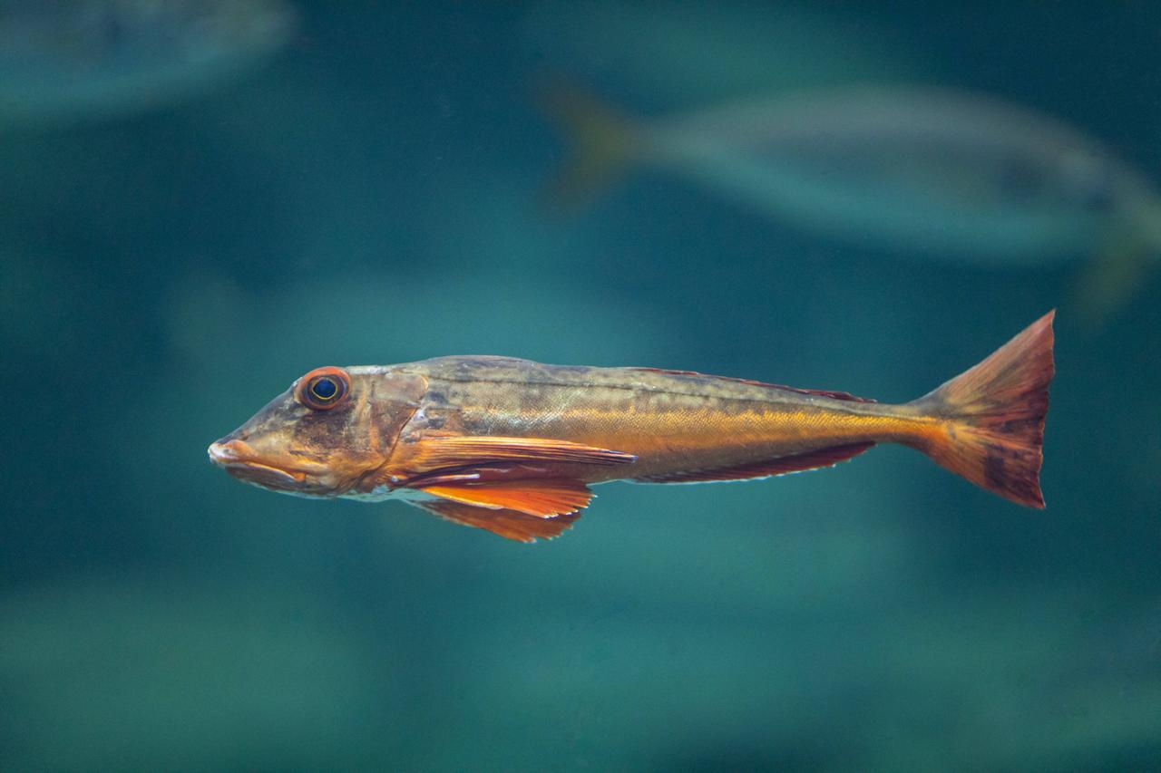 Roter Knurrhahn Seeschwalbenfisch Trigla lucerna Chelidonichthys lucernus schwimmend tub gurnar Roter Knurrhahn Seeschwalbenfisch Trigla lucerna Chelidonichthys lucernus schwimmend tub gurnar
