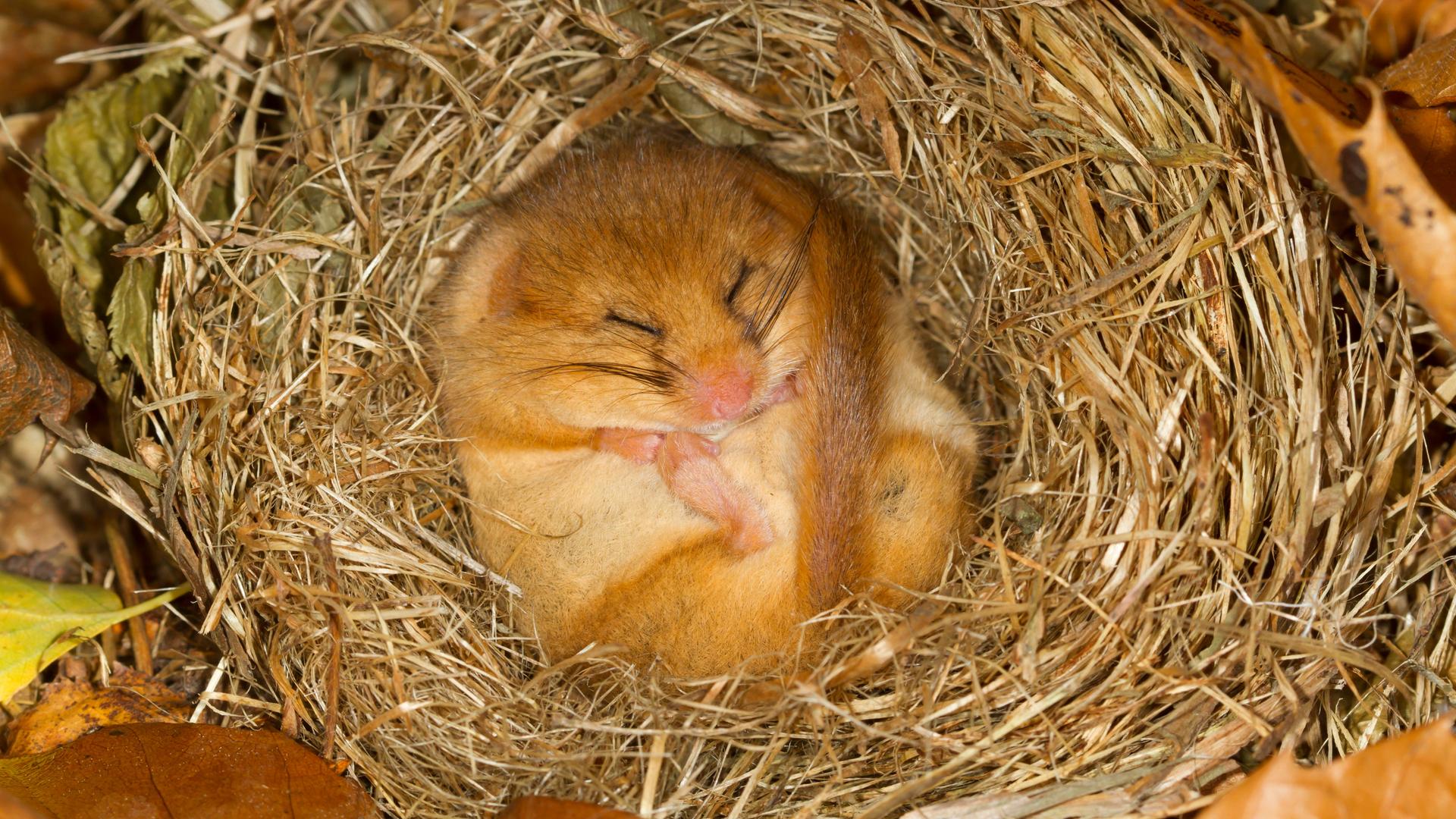 Ein kleiner hellbrauner Siebenschläfer liegt eingerollt mit dem Bauch nach oben und geschlossenen Augen in einem Nest. Ein kleiner hellbrauner Siebenschläfer liegt eingerollt mit dem Bauch nach oben und geschlossenen Augen in einem Nest.