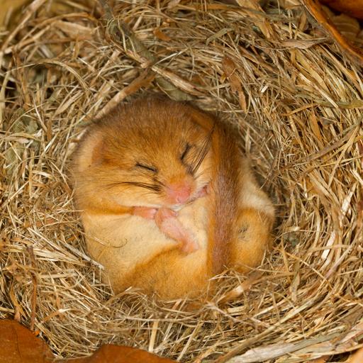 Ein kleiner hellbrauner Siebenschläfer liegt eingerollt mit dem Bauch nach oben und geschlossenen Augen in einem Nest.